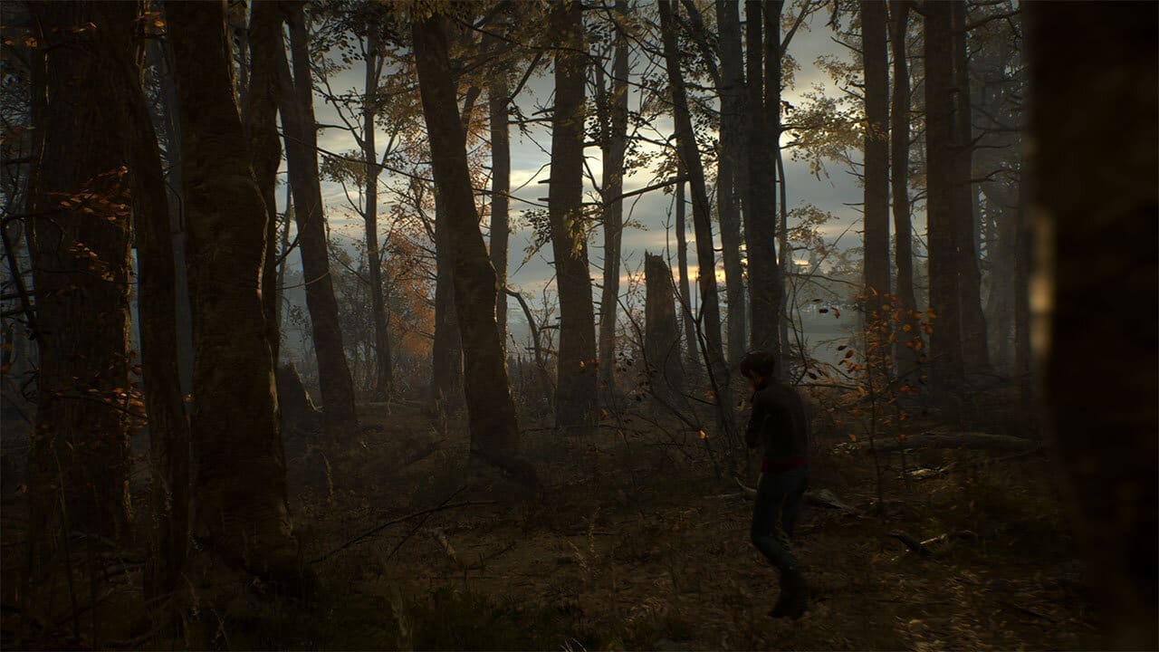 Preety forest, but be scared of what lurks in the trees - image captured by the author