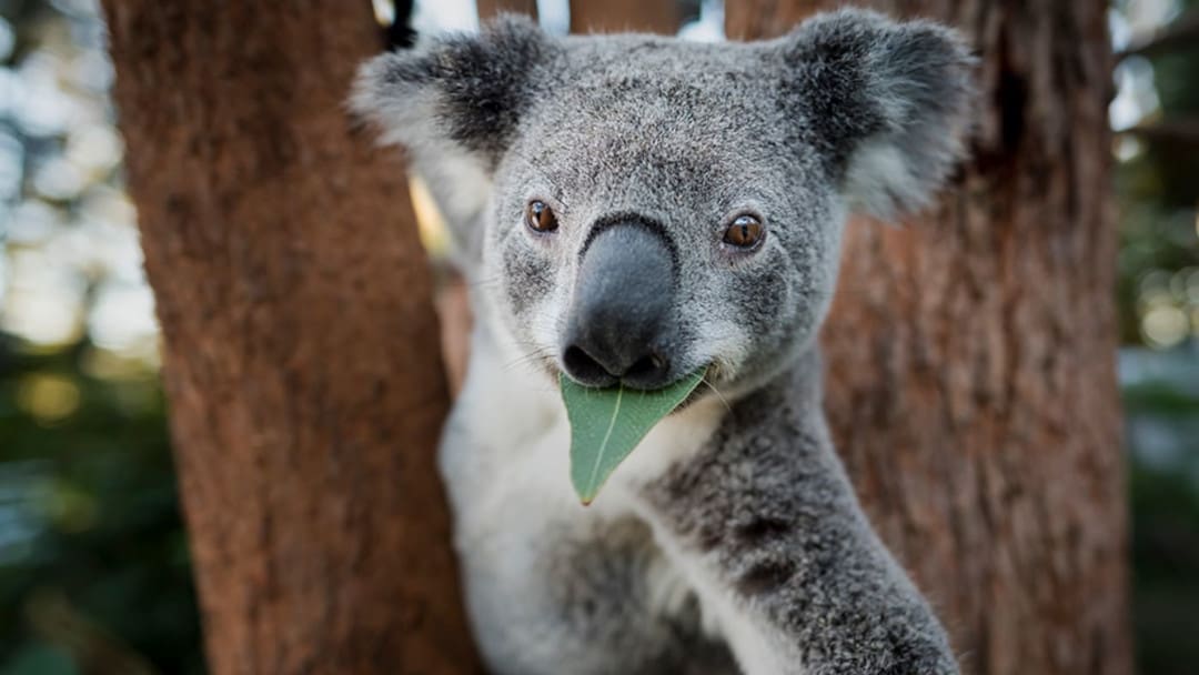 Koalaty Critics: Top 25 Games of 2024