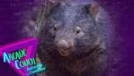 Have A Nap; Protect Wombats [Arcade Couch: Between the Cushions Podcast]